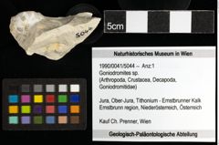Foto (Objekt + Etiketten) von Goniodromites sp. 